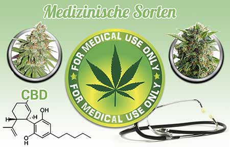 Medizinische Hanfsamen