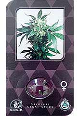 Alpine Delight CBD AUTO 100% (10) bei Samenwahl sicher online bestellen und kaufen