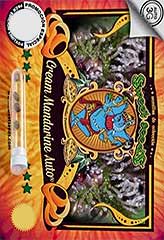 Cream Mandarine AUTO 100% (100) *** bei Samenwahl sicher online bestellen und kaufen