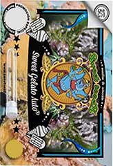 Sweet Gelato AUTO 100% (100) *** bei Samenwahl sicher online bestellen und kaufen