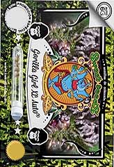 Gorilla Girl XL AUTO 100% (100) *** bei Samenwahl sicher online bestellen und kaufen