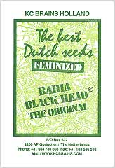 Bahia Black Head 100% bei Samenwahl sicher online bestellen und kaufen