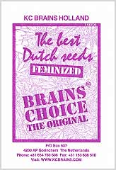 Brains Choice 100% bei Samenwahl sicher online bestellen und kaufen
