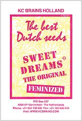 Sweet Dreams 100% bei Samenwahl sicher online bestellen und kaufen