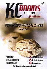 Diamond Queen Kush Auto 100% bei Samenwahl sicher online bestellen und kaufen