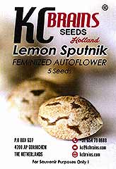 Lemon Sputnik Auto 100% bei Samenwahl sicher online bestellen und kaufen
