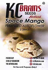 Space Mango Auto 100% bei Samenwahl sicher online bestellen und kaufen