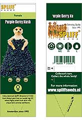 Purple Berry Kush 100% (3) bei Samenwahl sicher online bestellen und kaufen