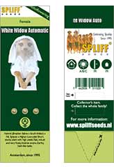 White Widow Auto | Spliff Seeds | 3 Samen | bei Samenwahl