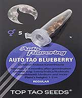 Auto Tao Blueberry (5) bei Samenwahl sicher online bestellen und kaufen