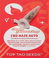 CBD Haze Auto (10) bei Samenwahl sicher online bestellen und kaufen
