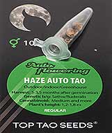 Haze Auto Tao (10) bei Samenwahl sicher online bestellen und kaufen