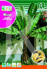 Musa (Banane) bei Samenwahl sicher online bestellen und kaufen