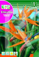 Strelizia (Paradiesvogelblume) bei Samenwahl sicher online bestellen und kaufen