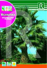 Washingtonia bei Samenwahl sicher online bestellen und kaufen