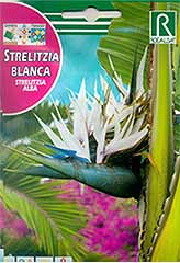 Weisse Strelitzia bei Samenwahl sicher online bestellen und kaufen