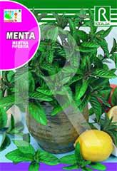 Minze (Mentha piperita) bei Samenwahl sicher online bestellen und kaufen