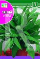 Salbei