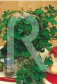 Bio Italienische Riesenpetersilie